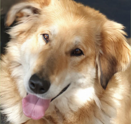 Hund